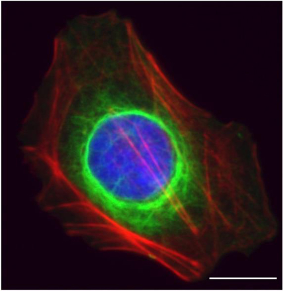 Figure 2: