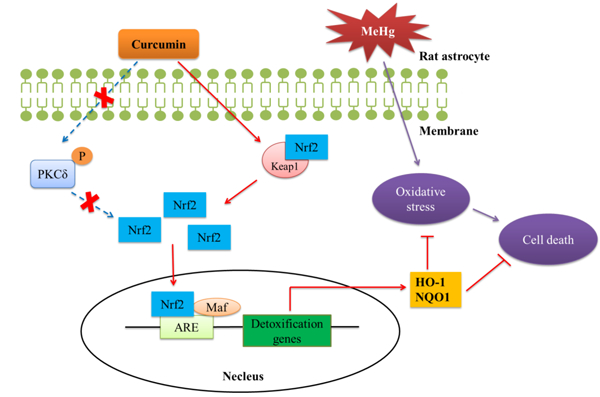 graphic file with name nihms-1536218-f0001.jpg