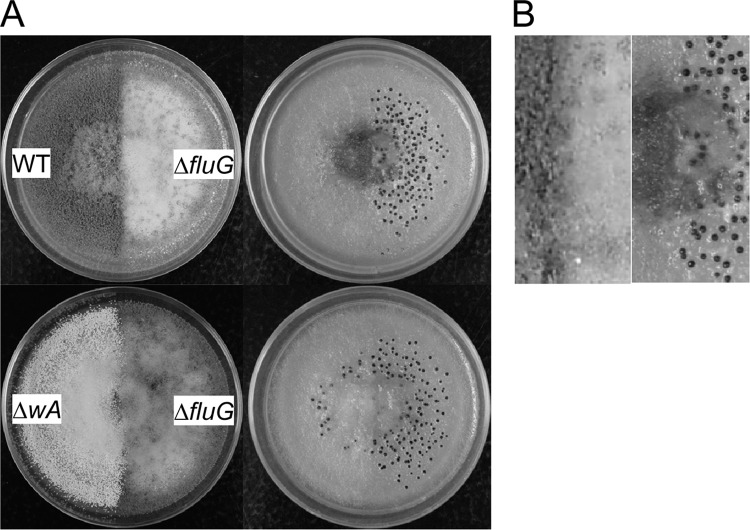 Fig 5