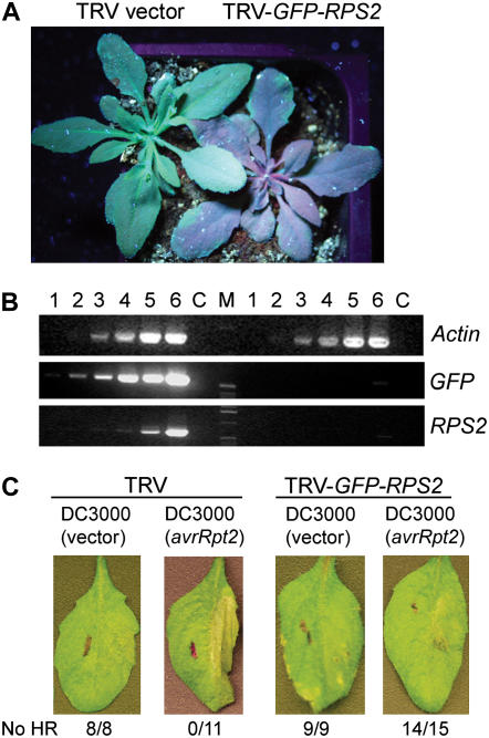 Figure 5.