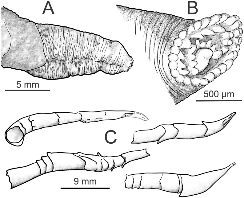 Figure 9