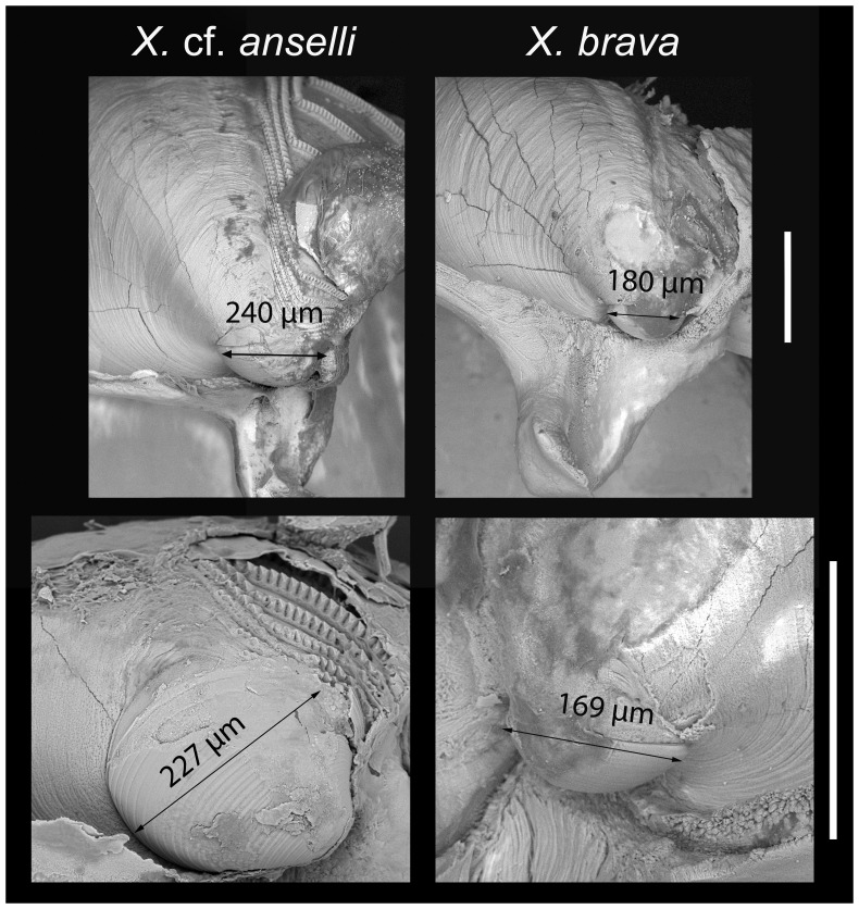 Figure 12