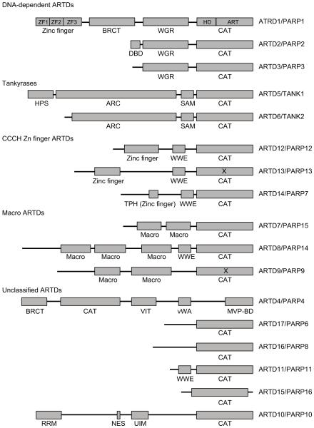 Fig. (1)