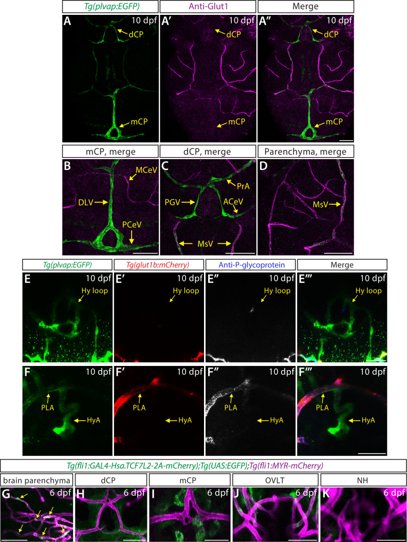 Figure 1—figure supplement 1.