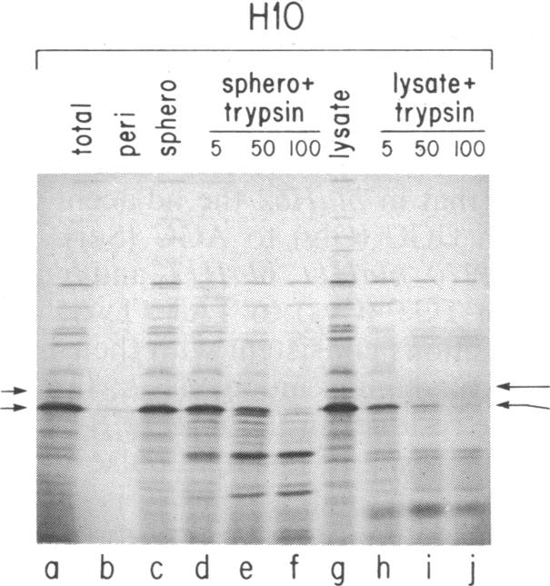 graphic file with name pnas00338-0377-b.jpg