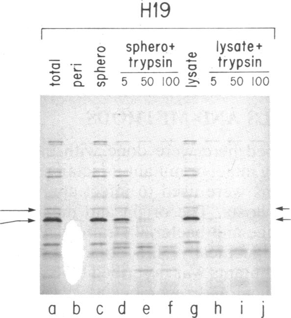 graphic file with name pnas00338-0377-a.jpg