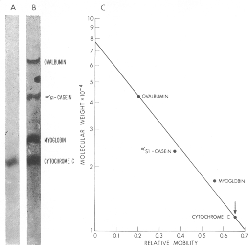 graphic file with name pnas00083-0209-a.jpg