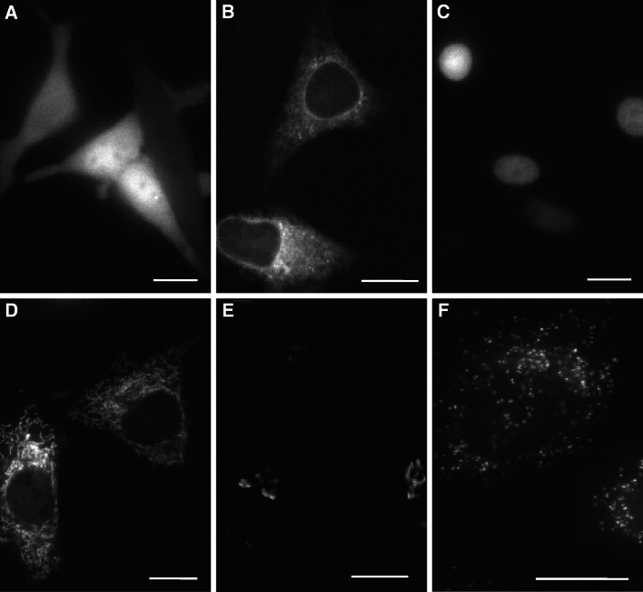 Fig. 2