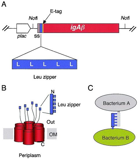 FIG. 1.