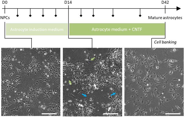 Figure 3