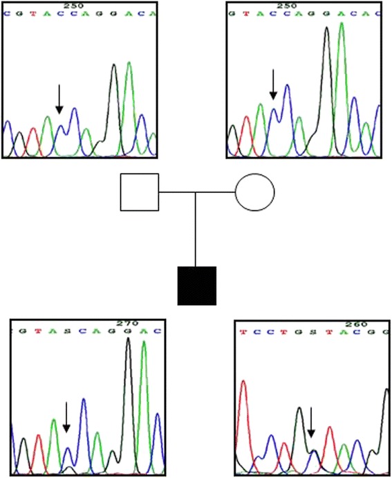 Fig. 1