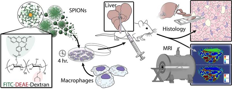 Unlabelled image