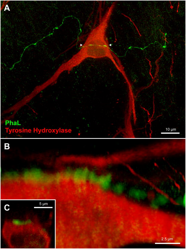 Figure 10