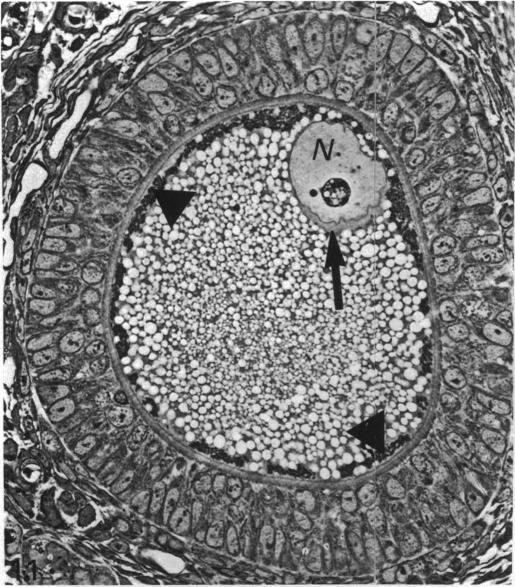 Fig. 11