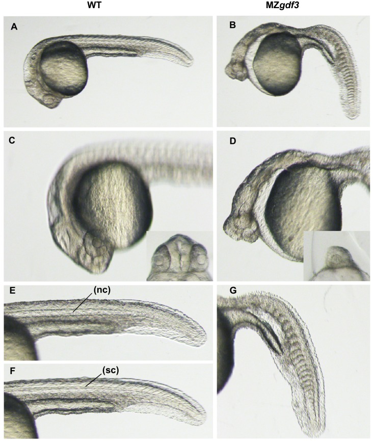 Figure 1—figure supplement 3.