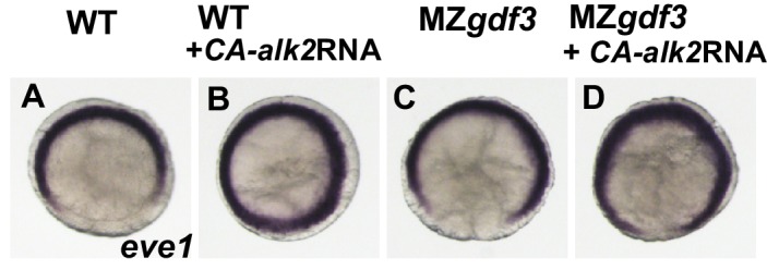 Figure 3—figure supplement 1.