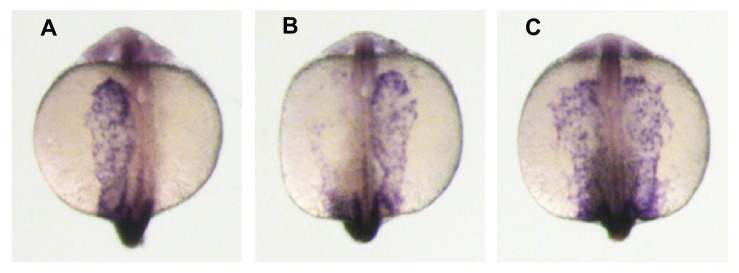 Figure 1—figure supplement 2.