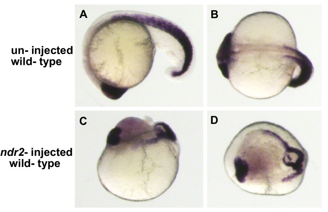 Figure 4—figure supplement 1.