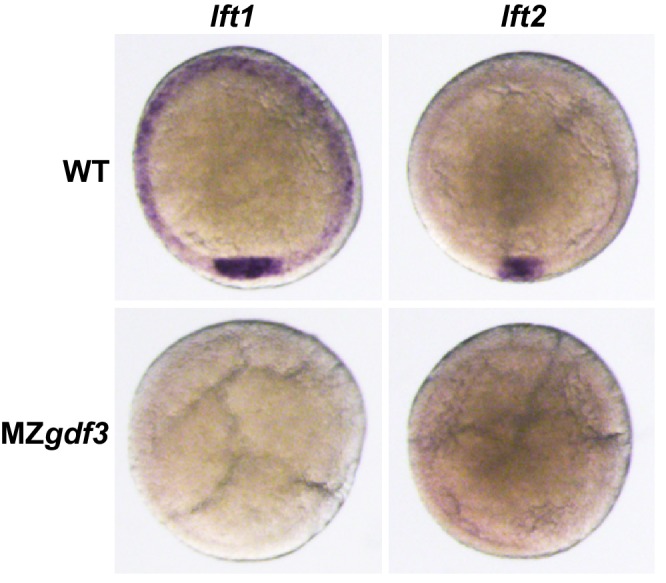 Figure 2—figure supplement 1.