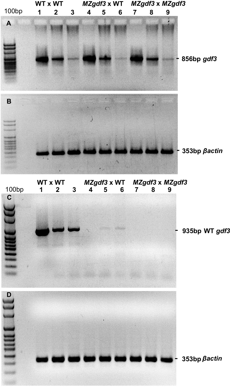 Figure 1—figure supplement 5.