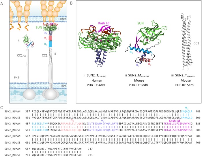 FIGURE 1: