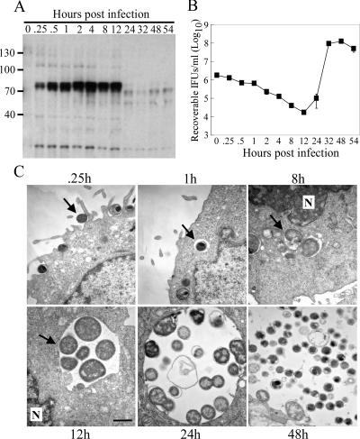 FIG. 1.