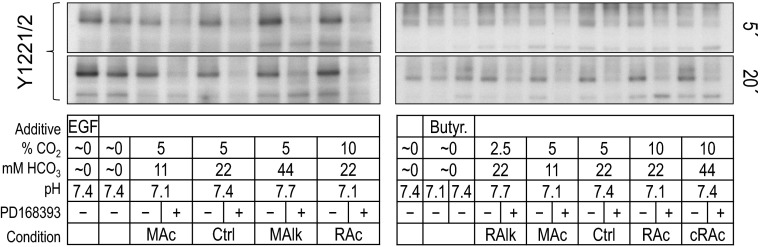 Fig. 9.