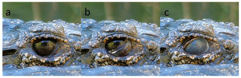 Figure 16