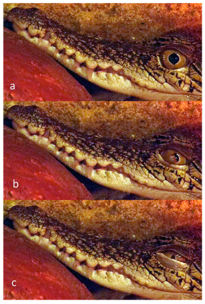 Figure 17