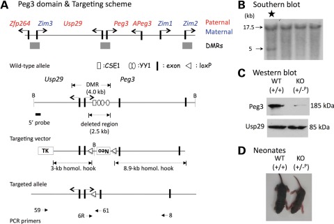 Figure 1.