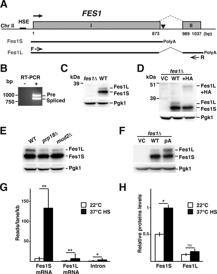 FIGURE 1: