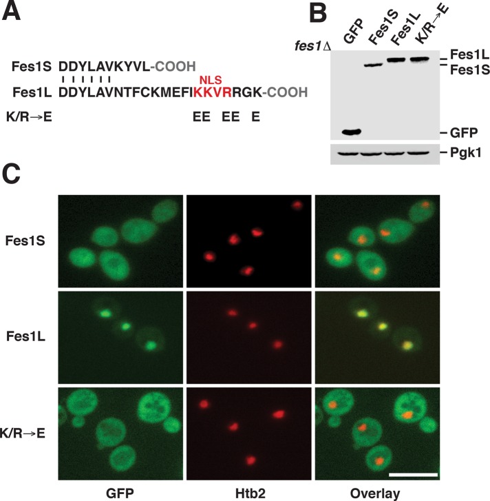 FIGURE 3: