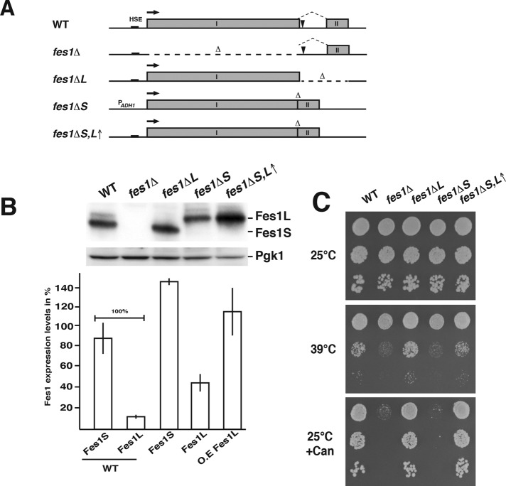 FIGURE 4: