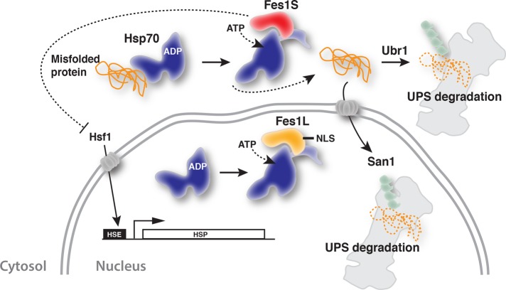 FIGURE 7: