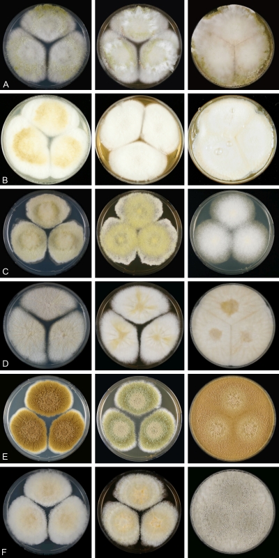 Fig. 12.