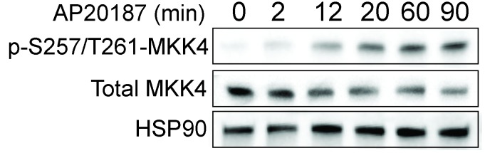 Figure 2—figure supplement 1.