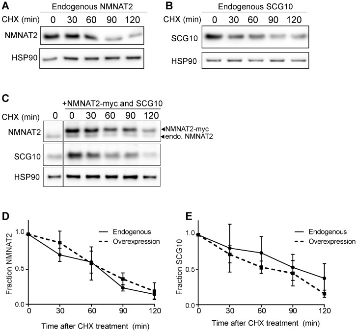 Figure 5—figure supplement 2.