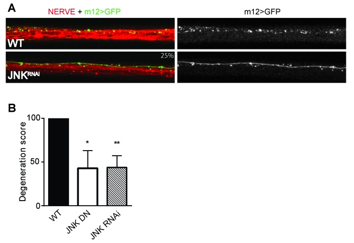 Figure 4—figure supplement 1.