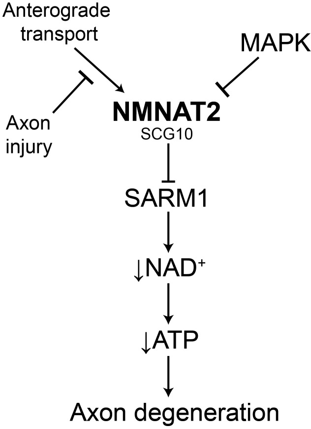 Figure 7.