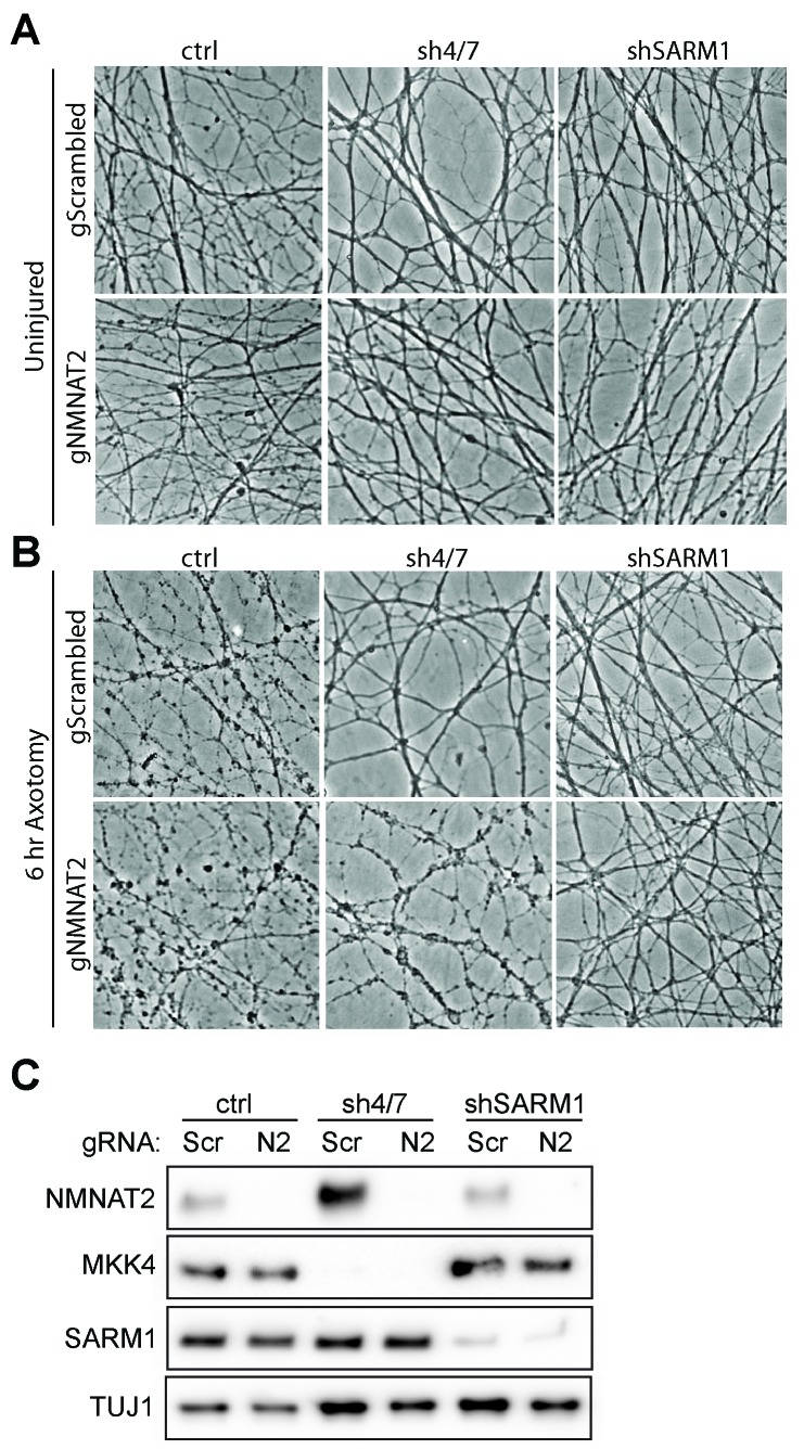 Figure 6—figure supplement 1.