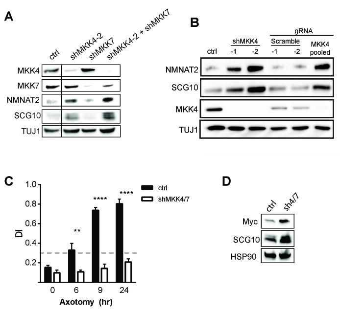 Figure 3—figure supplement 1.