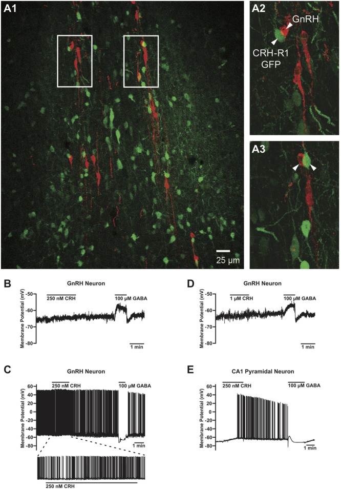 FIGURE 3