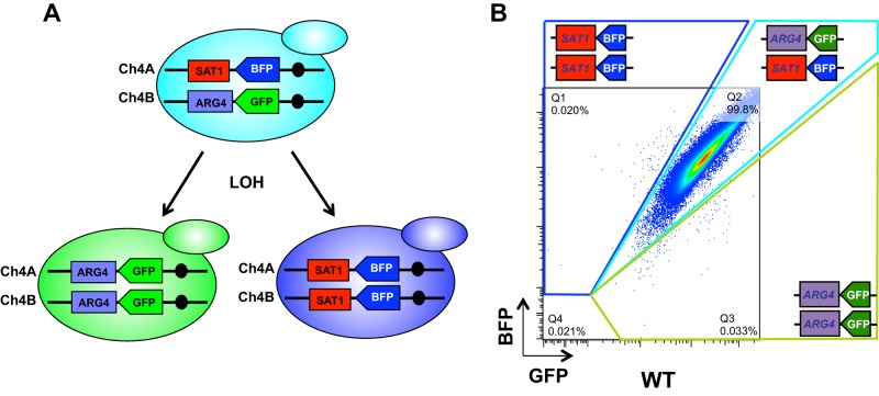 FIG 1