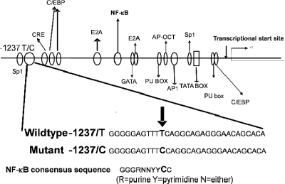 FIG. 1.