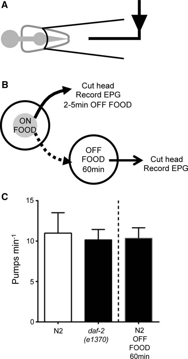 Fig. 4