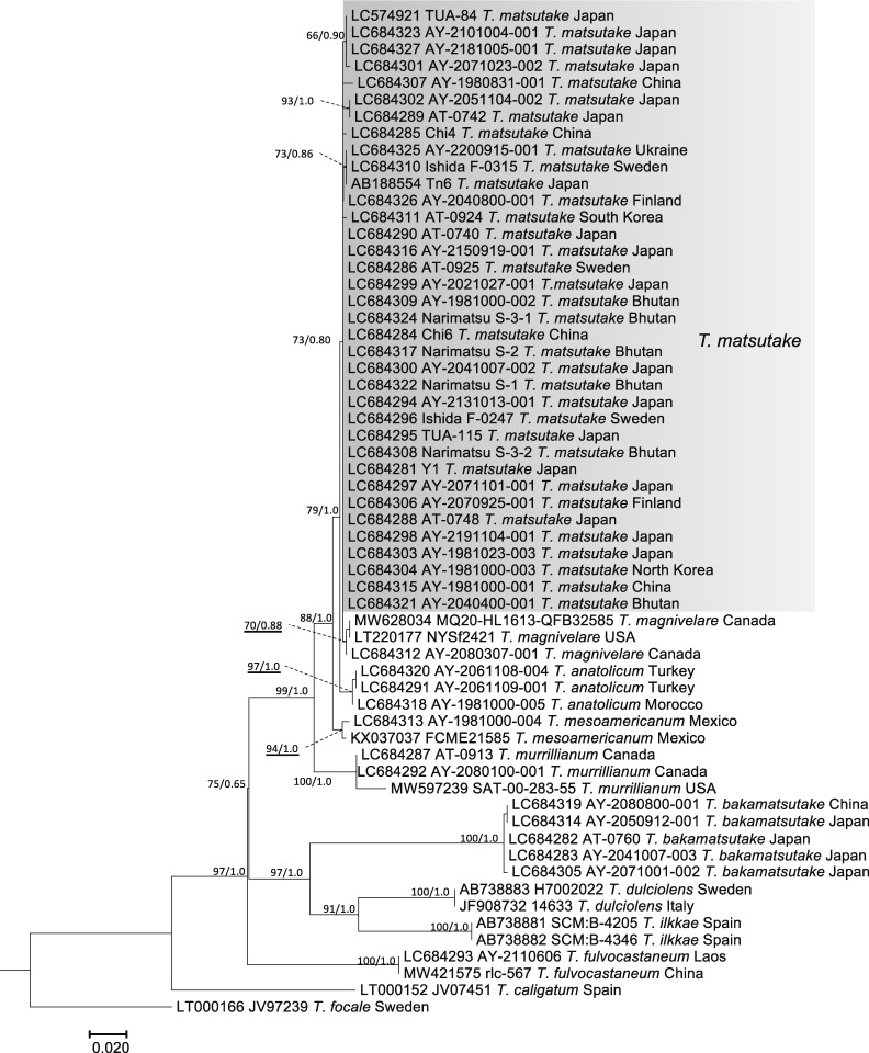 Fig. 2 - ML phylogenetic tree of the nuc rDNA ITS region of
Tricholoma matsutake and closely related species
in the section Caligata. Bootstrap (BS) values > 60% from ML
trees (left) and Bayesian posterior probabilities (PP) > 0.60
(right) are shown near the nodes.