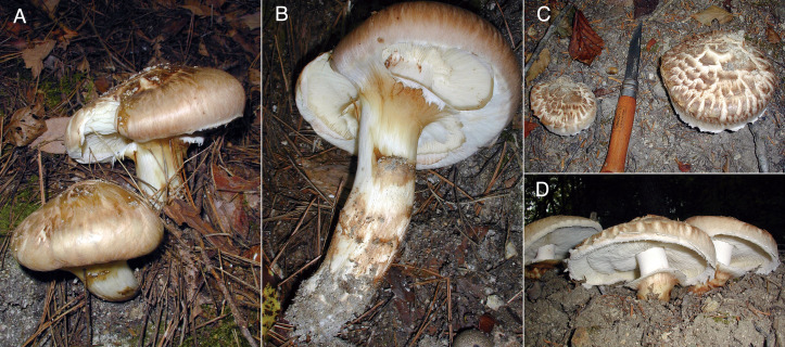 Fig. 8 - External morphology of Japanese Tricholoma
matsutake. A, B: External morphology of basidiomata
specimen AY-2101020-001 showing appressed squamulose on the pileus
surface. This specimen may be the same as, or at least a sibling of,
the epitype AY-2041007-002 and paratype AY-2181005-001 specimens
(Table 1) because they were
sampled from almost the same site in a P. densiflora
stand. C, D: External morphology of basidiomata specimen
AY-2101021-002, showing recurved squamulose on the pileus surface.
This specimen may be the same as, or at least a sibling of,
AY-2041007-001 (Table 1) and
another specimen AY-2101021-001 (Trudell et al., 2017) because they were sampled
from almost the same site in a T. sieboldii stand
(Table 1).