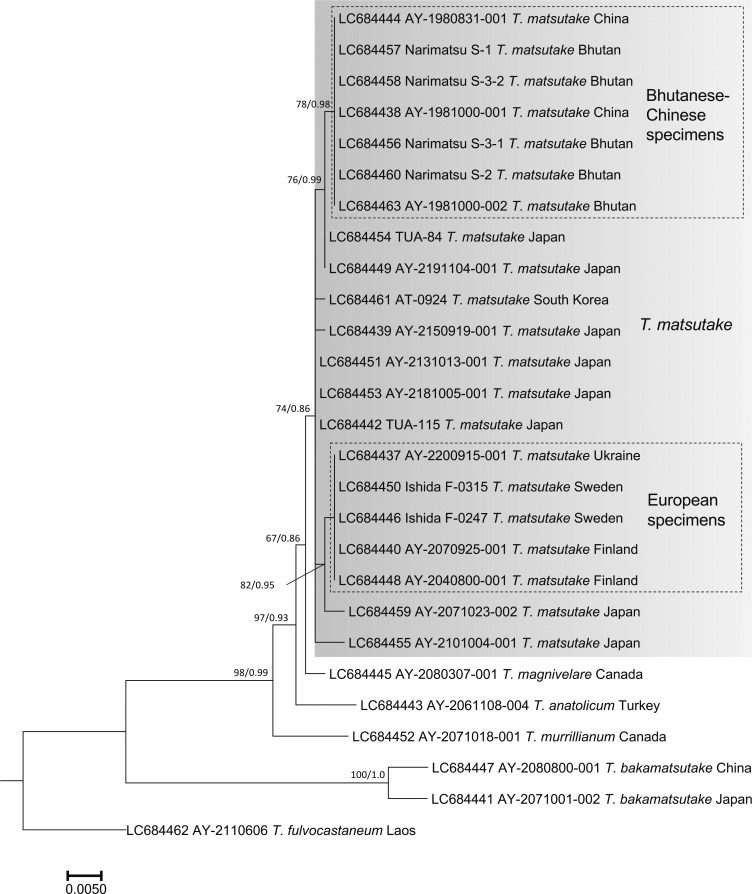 Fig. 6 - ML phylogenetic tree of the β2 tubulin
gene of Tricholoma matsutake and closely related
species in the section Caligata. Bootstrap (BS) values > 60%
from ML trees (left) and Bayesian posterior probabilities (PP)
> 0.60 (right) are shown near the nodes.