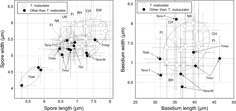 Fig. 7 - Morphological comparisons of basidiospores (left)
and basidia (right) between Tricholoma matsutake
and its closely related species. The open and closed circles show
mean values in specimens from T. matsutake and
other species, respectively. Bars in each plot show the standard
deviations. Dotted circle lines show the mean values in T.
matsutake and other species. Abbreviations: BH: Bhutan;
CH: China; FI: Finland; NK: North Korea; SW: Sweden; UK: Ukraine;
Tana-M: T. anatolicum Morocco;
Tana-T: T. anatolicum Turkey;
Tbak: T. bakamatsutake;
Tful: T. fulvocastaneum;
Tmag: T magnivelare;
Tmes: T. mesoamericanum. The
detailed data are presented in Supplementary Table S3.