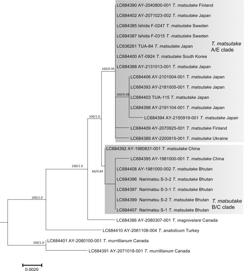 Fig. 5 - ML phylogenetic tree of the tef-1
gene of Tricholoma matsutake and closely related
species in the section Caligata. Bootstrap (BS) values > 60%
from ML trees (left) and Bayesian posterior probabilities (PP)
> 0.60 (right) are shown near the nodes.